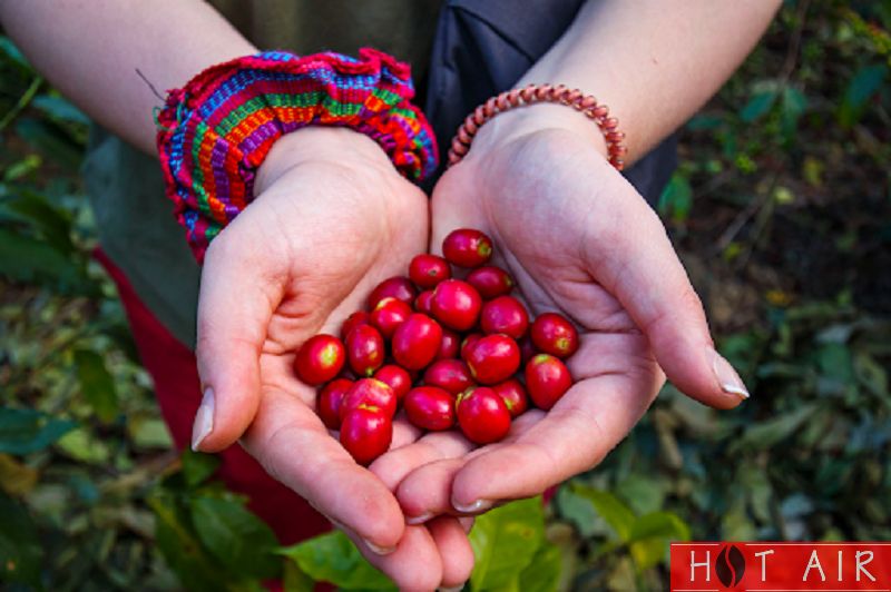 Cà phê Cherry được các nước phương Tây ưa chuộng