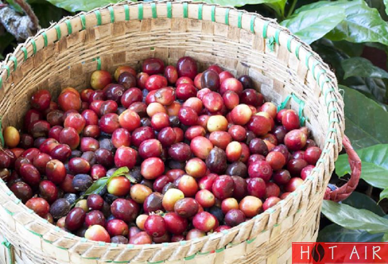Cà phê Cherry không quá được ưa chuộng bởi người Việt