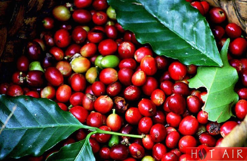 Cà phê Cherry chứa lượng cafein tương đối thấp